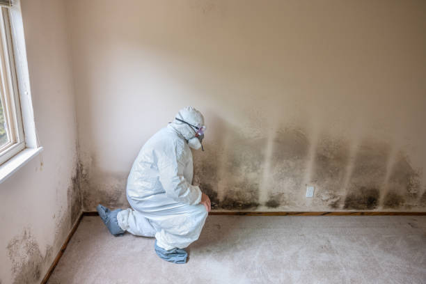 Best Basement Mold Removal  in Rkside, PA