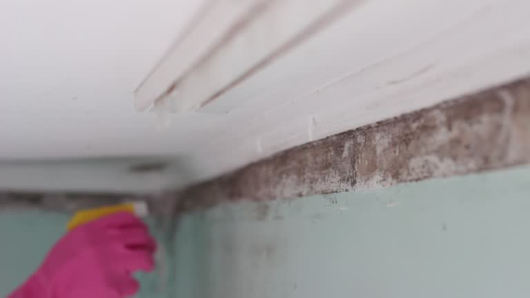 Mold Odor Removal Services in Parkside, PA